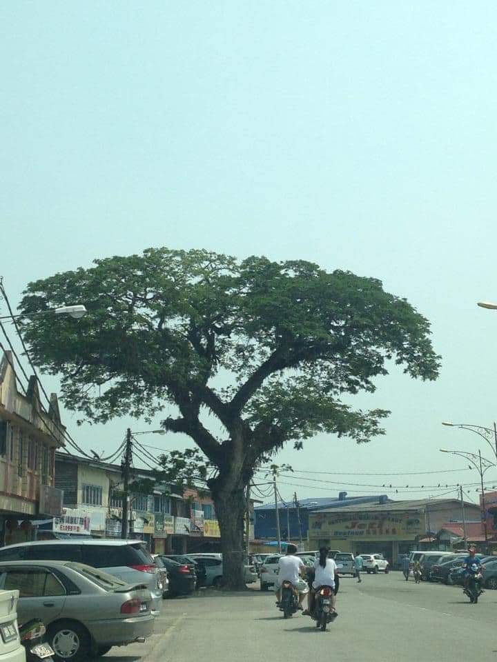 巴西不南邦港口的大树