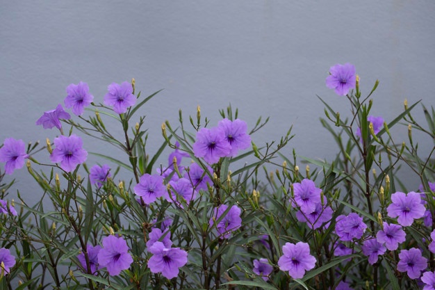 块茎芦莉草